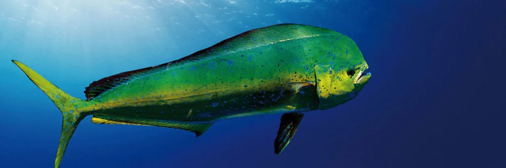 mahi mahi, Dorado Reproduction and Life Cycle