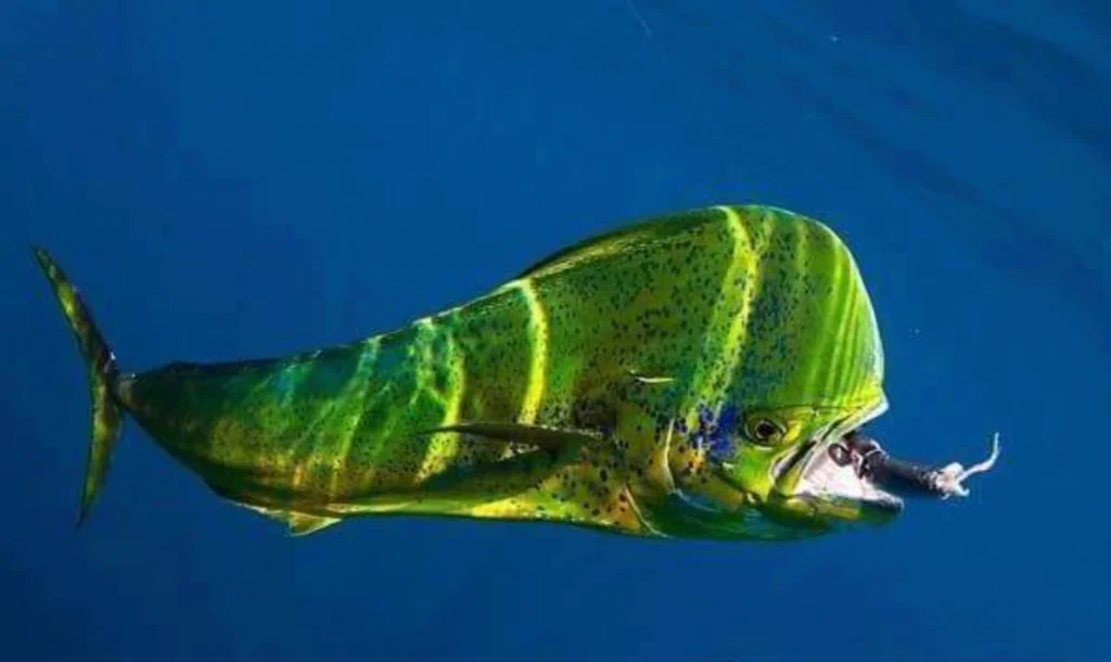 Dorado’s Diet and Hunting Habits  (mahi mahi)