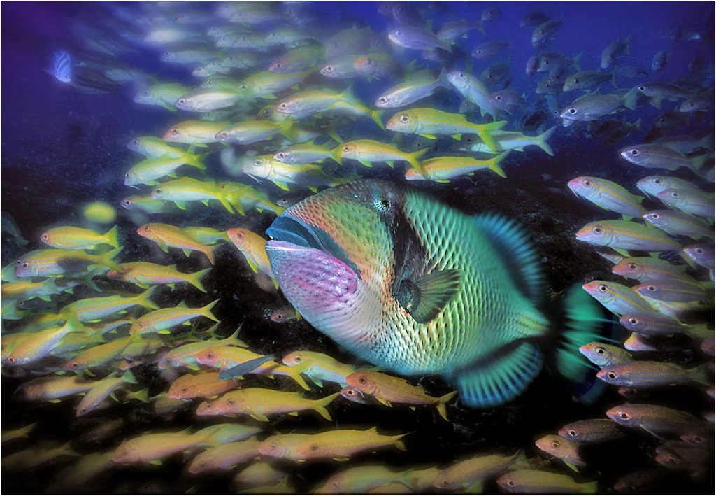 Giant triggerfish and school of goldies