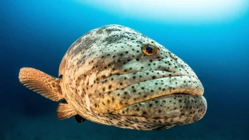 Grouper Fish