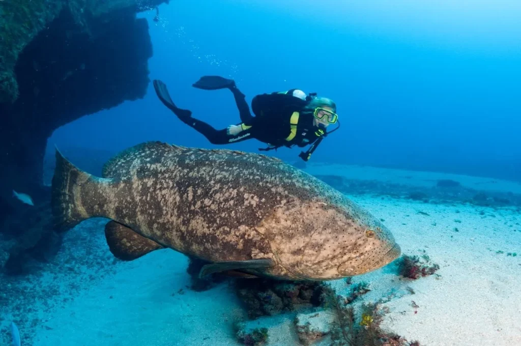 Grouper fish gardians of the sea