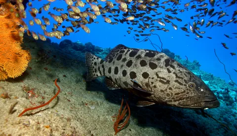 grouper fish with a school of triggerfish