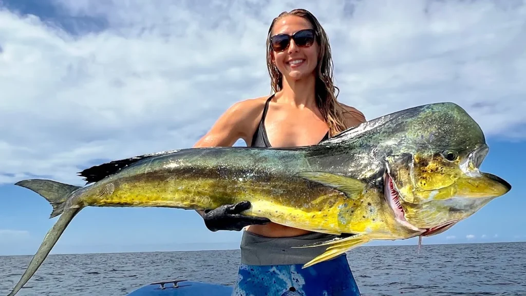 Physical Characteristics of the Dorado - mahi-mahi fish