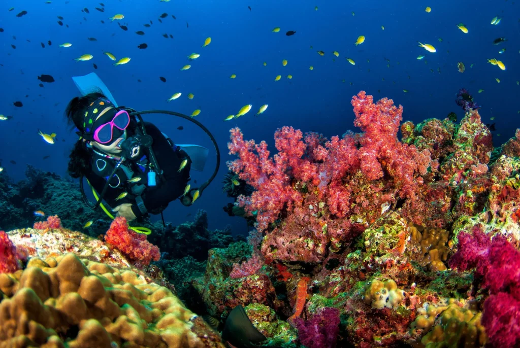  Vibrant Coral Reefs