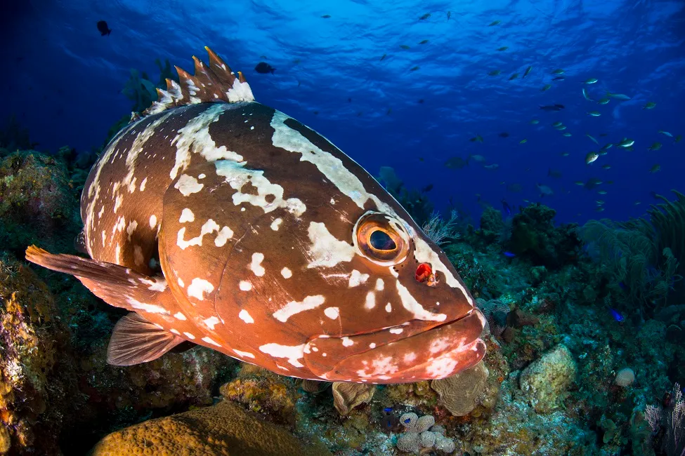 Grouper fish reproduction