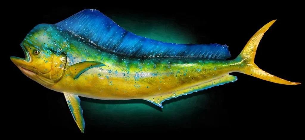 The mahi-mahi’s Role in Marine Ecosystems