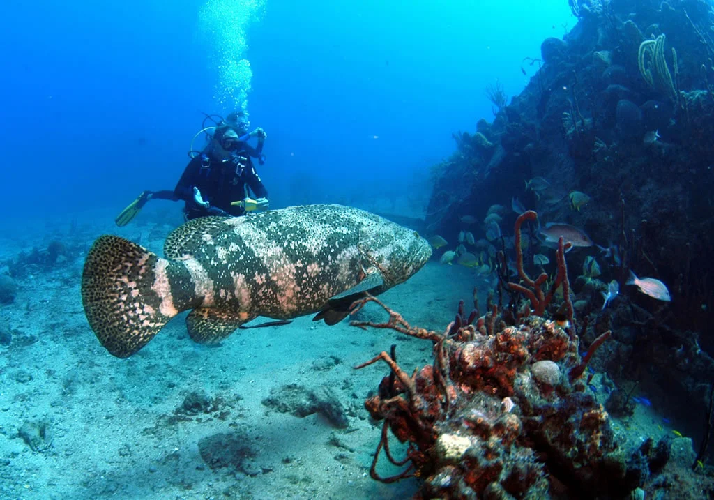 Grouper fish cleaning ocean