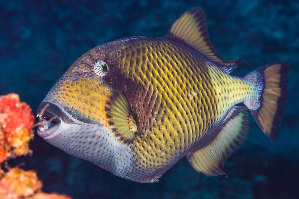 Titan Triggerfish