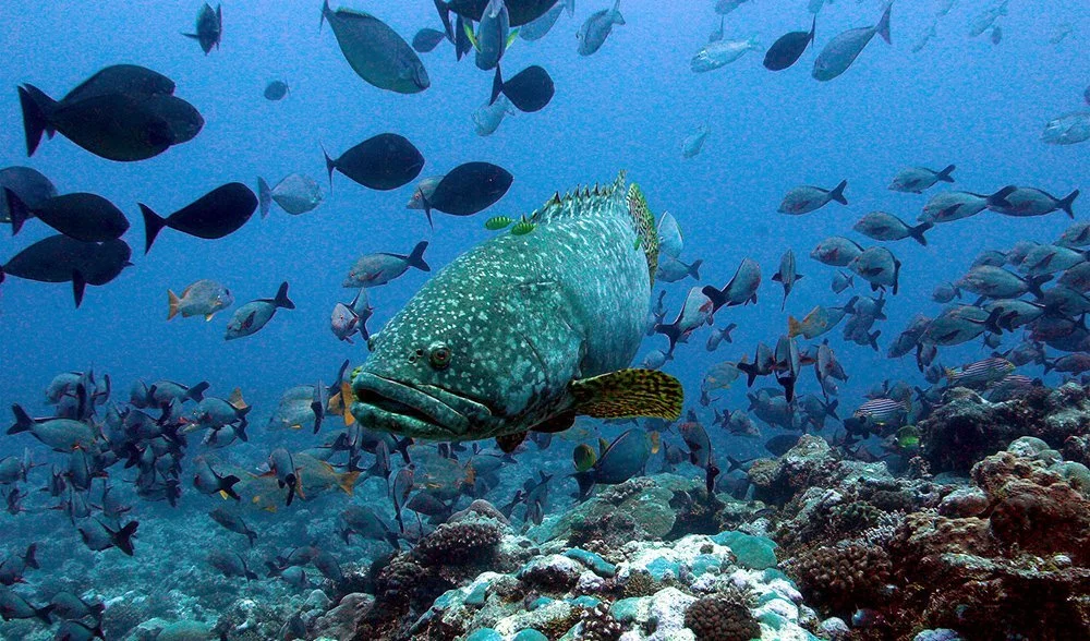 Grouper fish treats