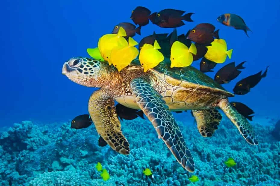 fish escort a turtle