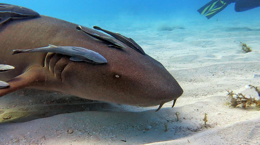The Truth About Escort Fish Separating Fact from Fiction