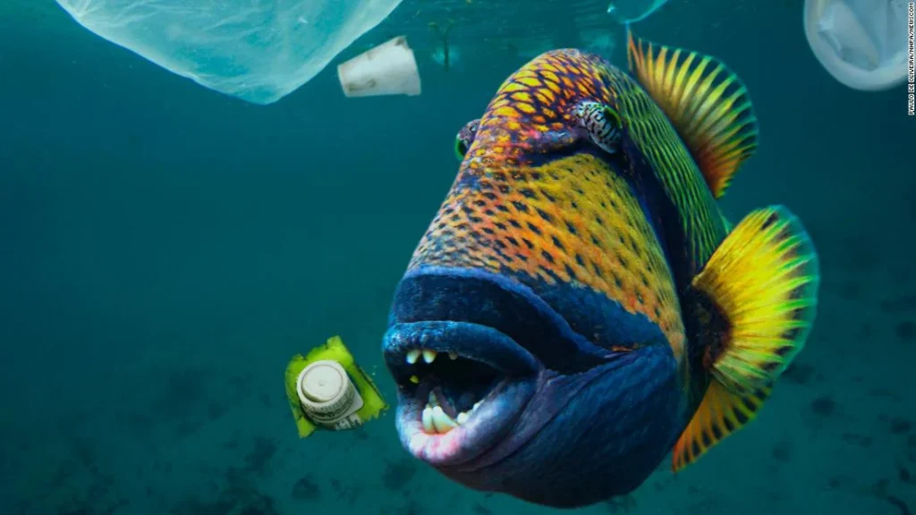 giant triggerfish, Clown trigger fish