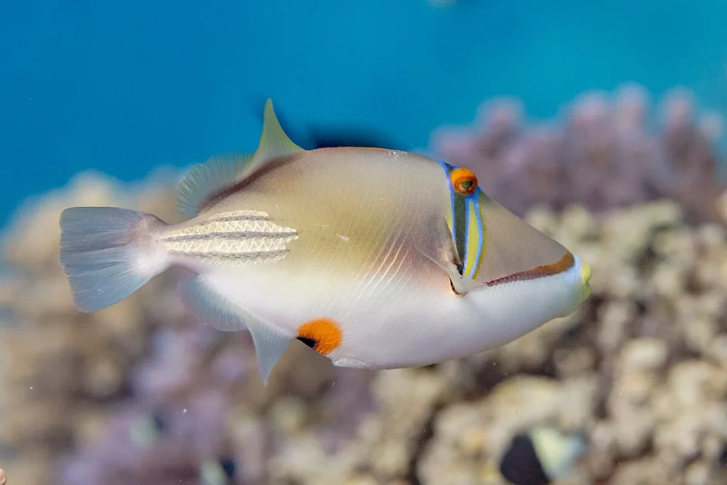 picasso triggerfish