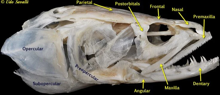 fish teeth anatomy - Do Fish Have Teeth