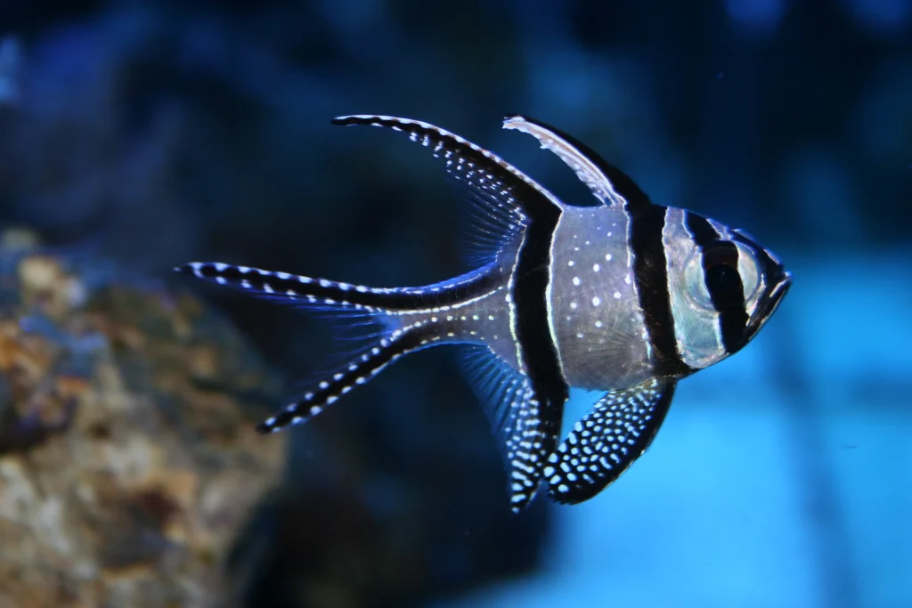 Banggai Cardinalfish