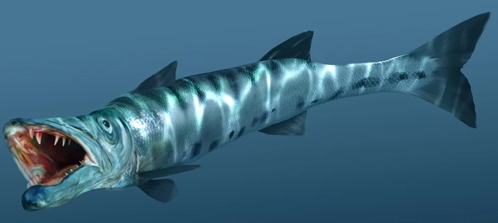 Barracuda