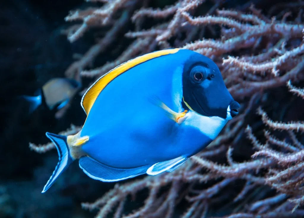 Blue Tang