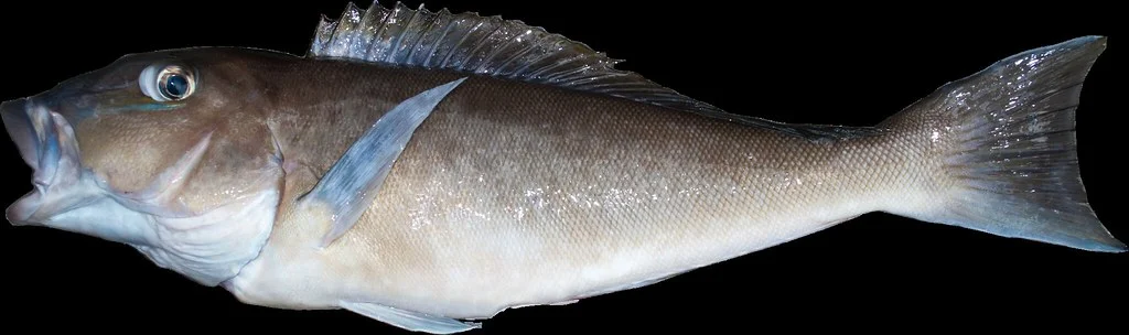 Blueline Tilefish