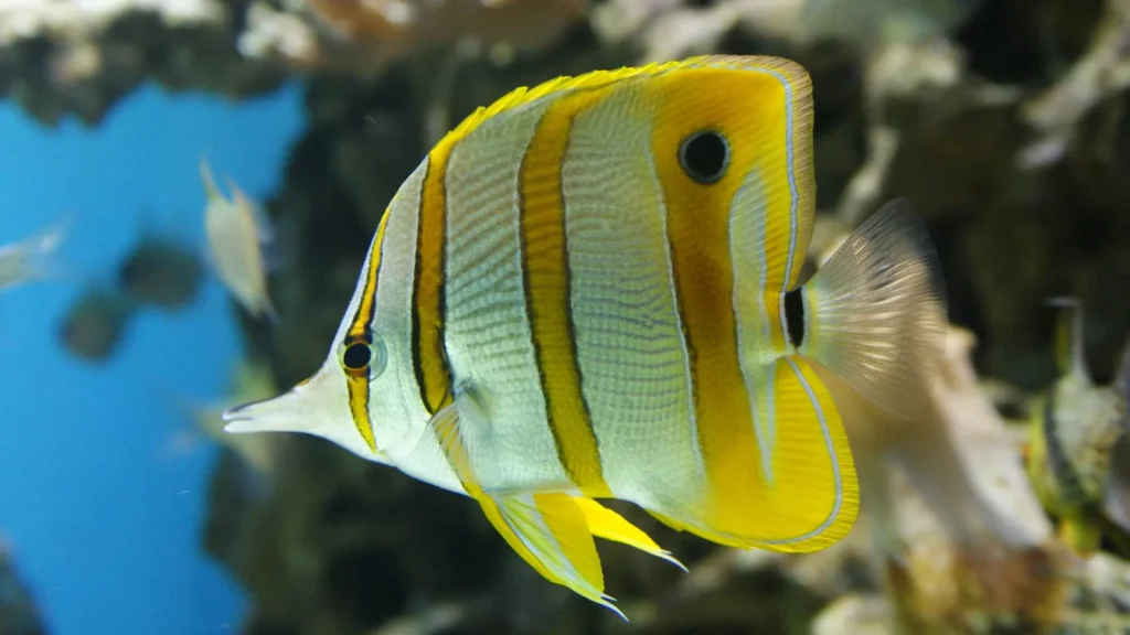 Butterfly Fish