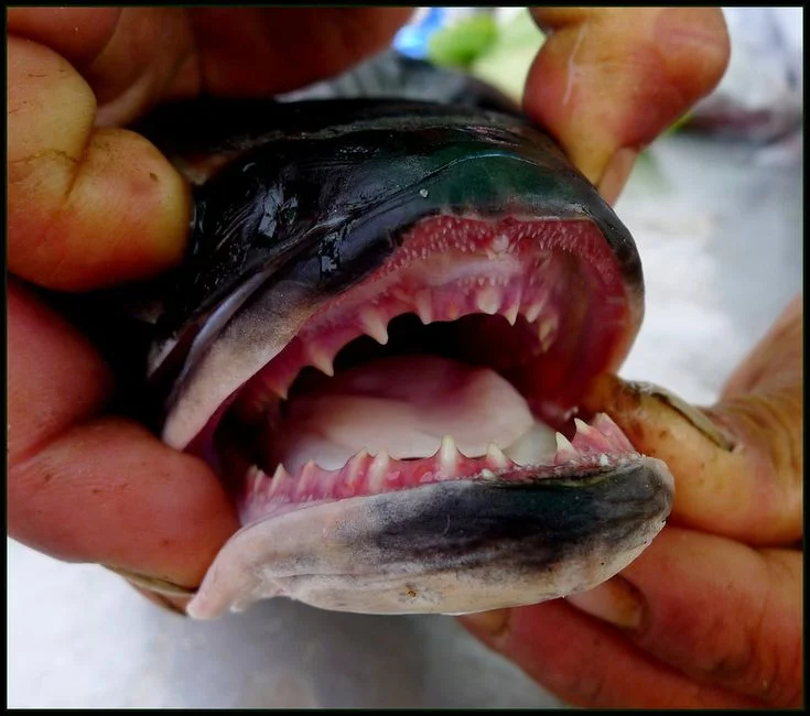 fish canine teeth