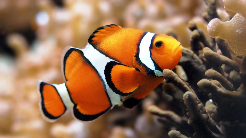 Most Beautiful Fishes in the World:  Clownfish