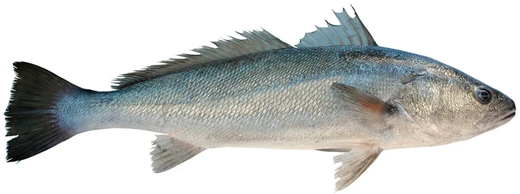 corvina fish