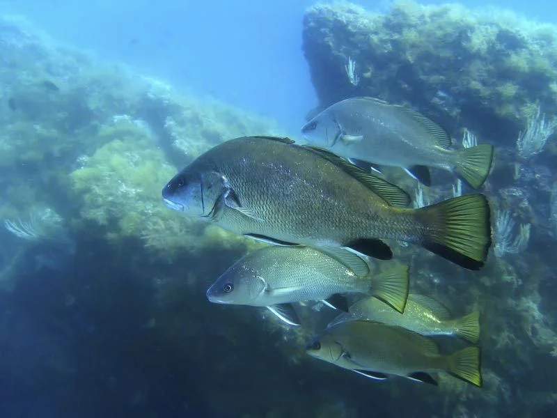 corvina fish in the waters
