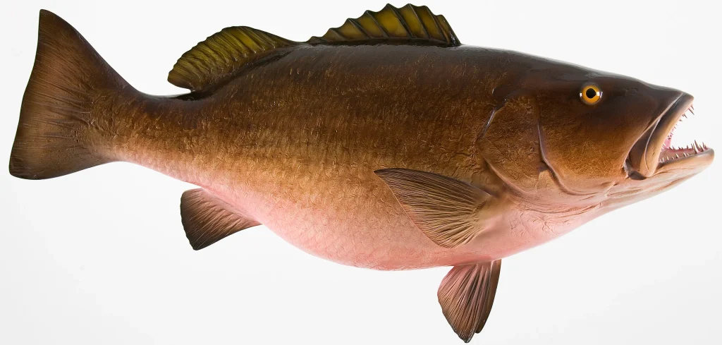 Cubera Snapper