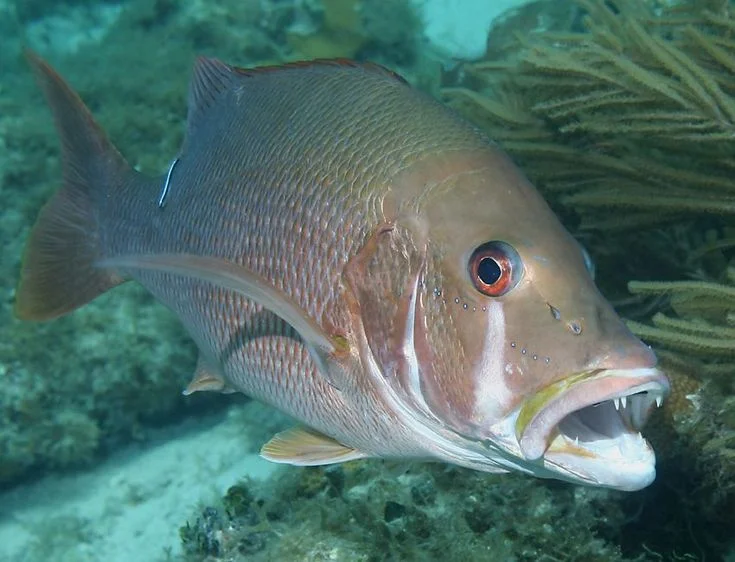 Pargo Fish: Dog Snapper