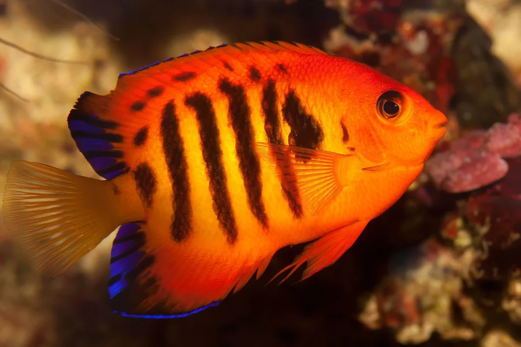 Flame Angelfish