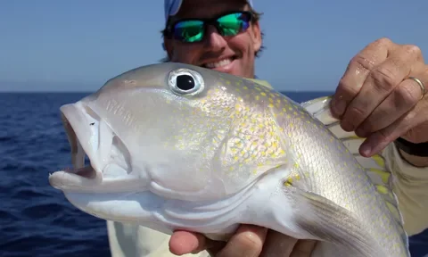 Golden Tilefish