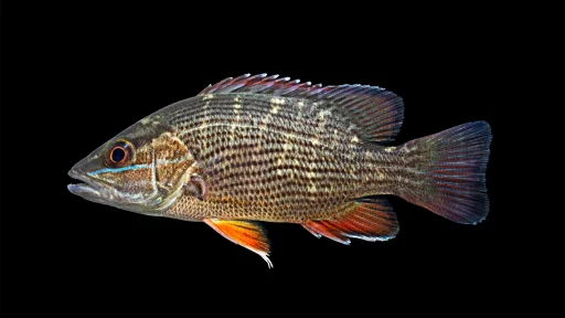 Pargo Fish: Gray Snapper