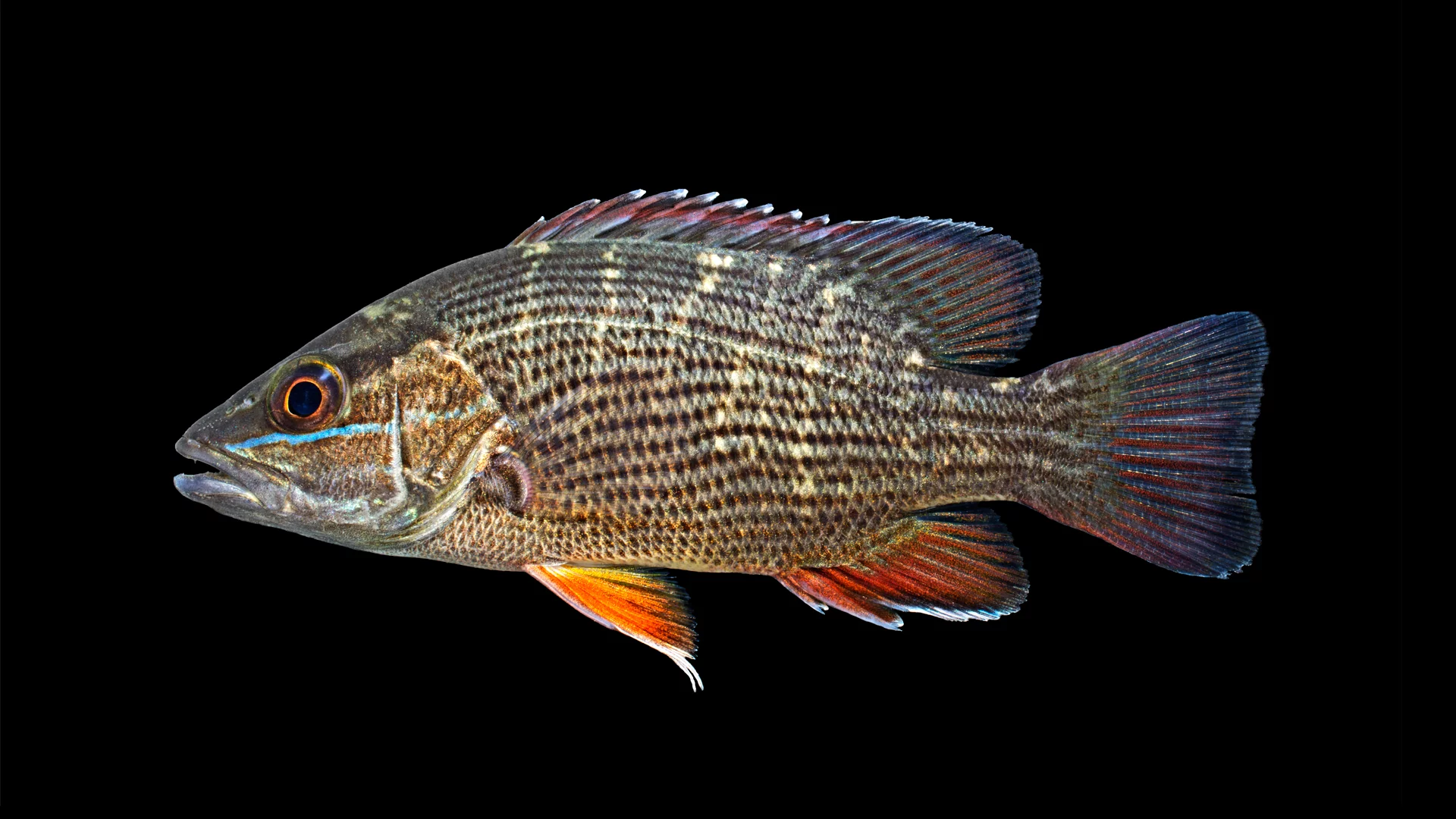 Gray Snapper