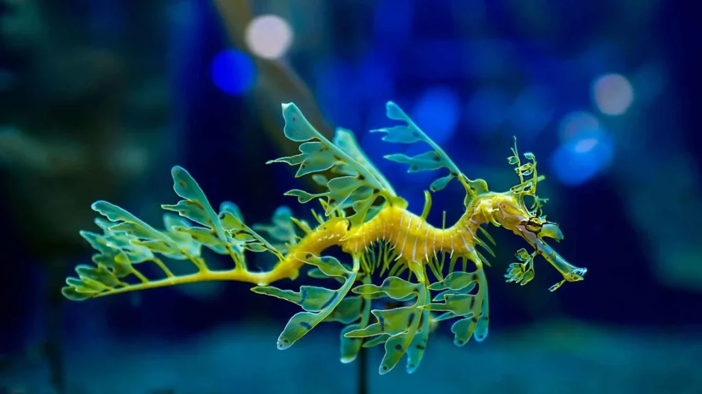 Leafy Sea Dragon