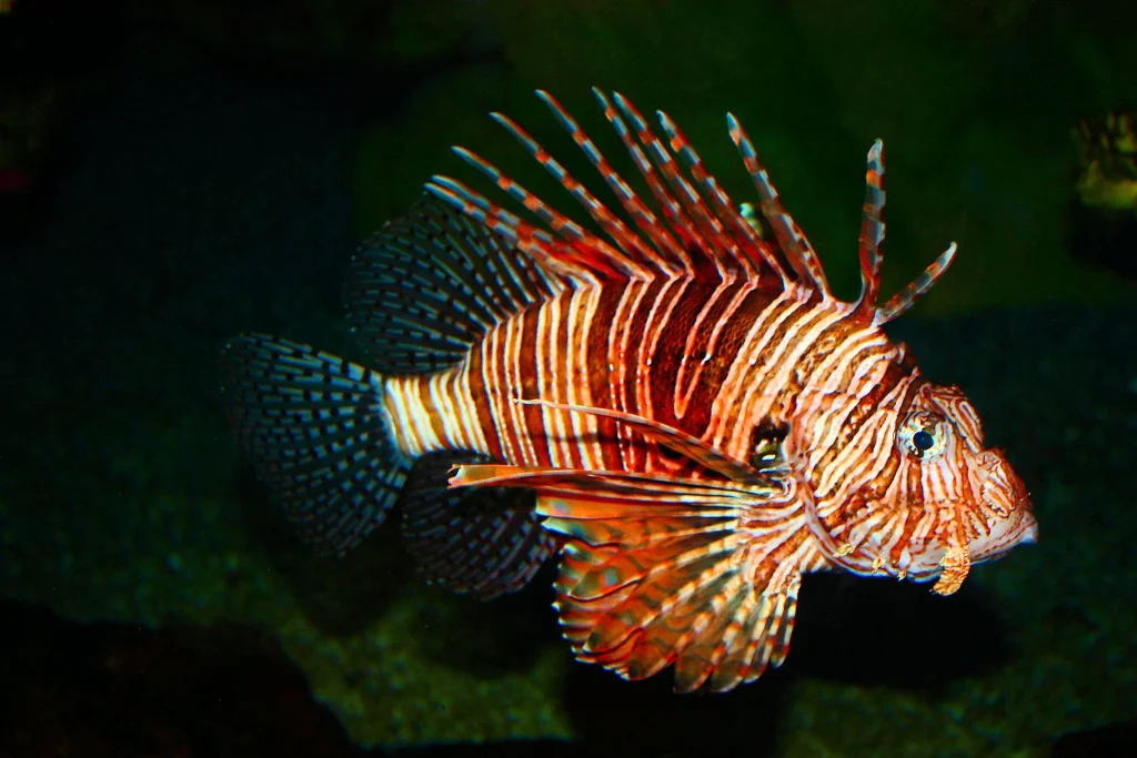 Lionfish