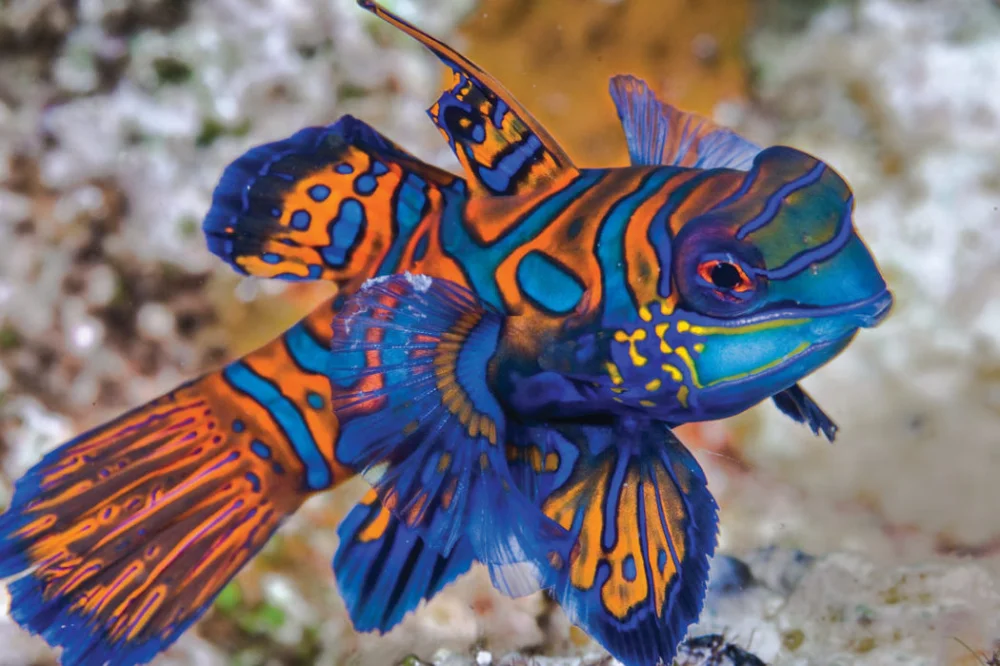 Mandarin Fish