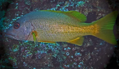 Pargo Fish: Mangrove Snapper