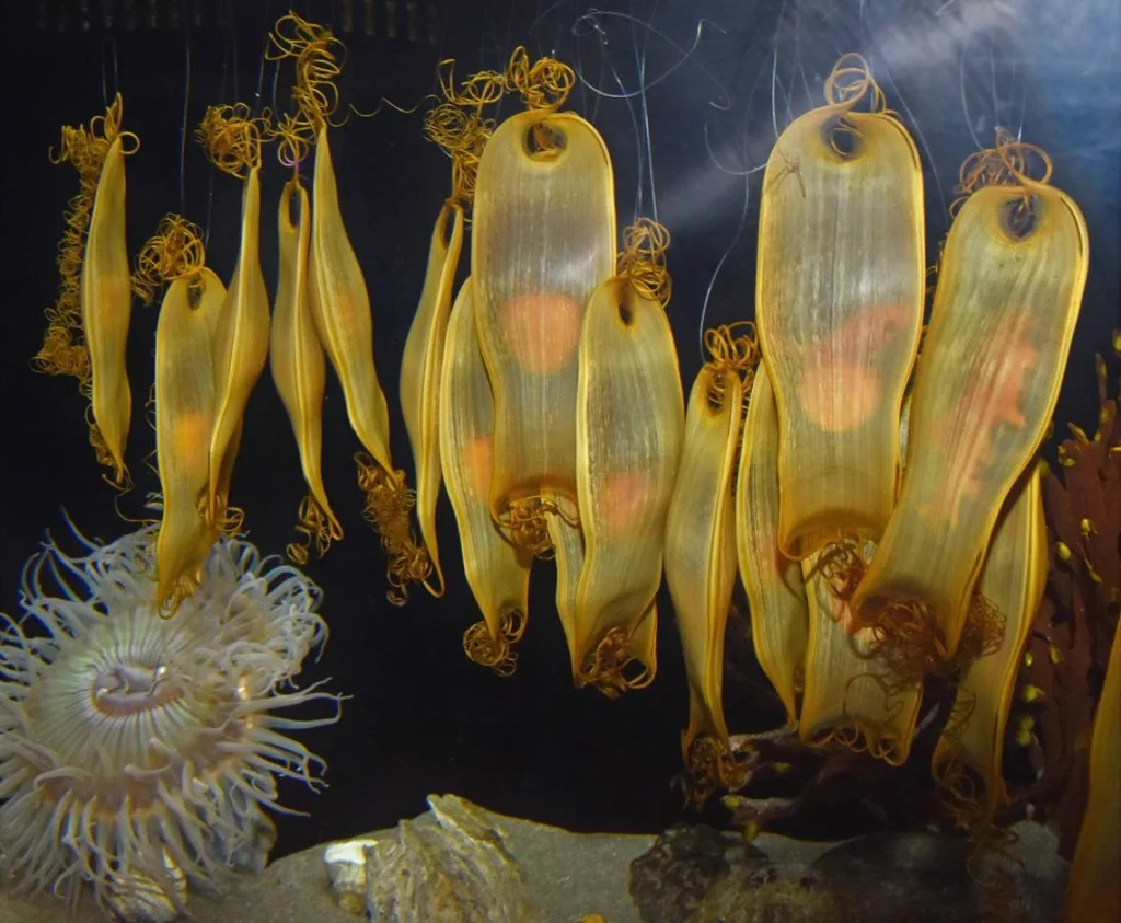 yellow mermaid purses with the shark's fetus inside them