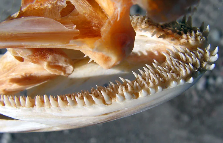 Molariform fish teeth