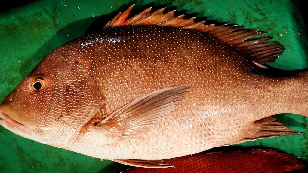 Mutton Snapper