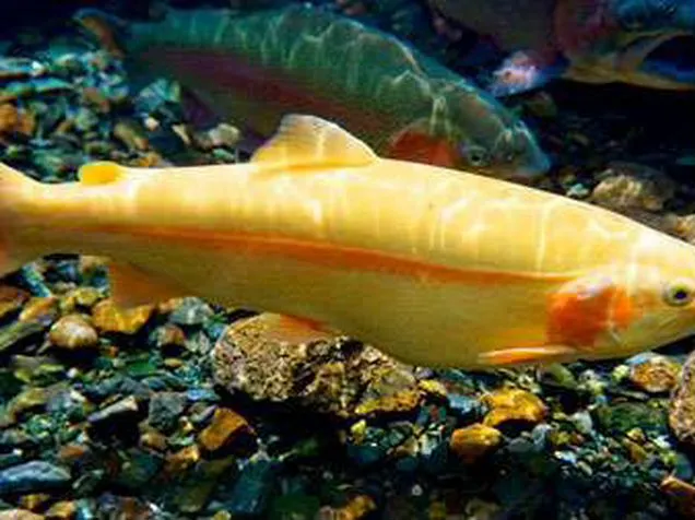 a single polomino fish under water