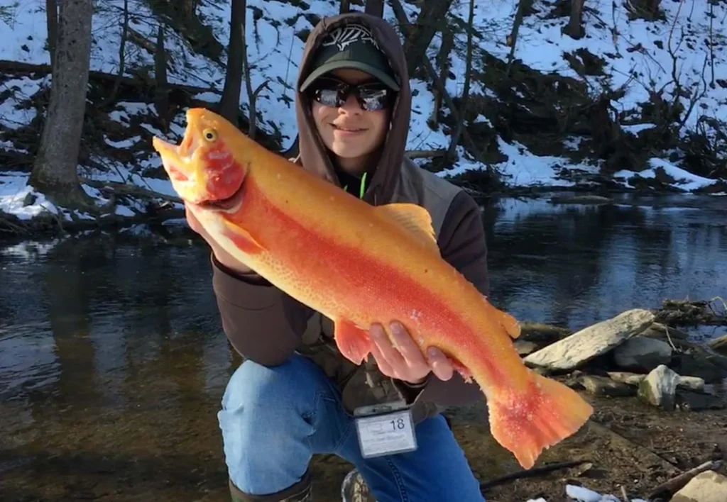 Why Are Palomino Fish Called Golden Treasures?