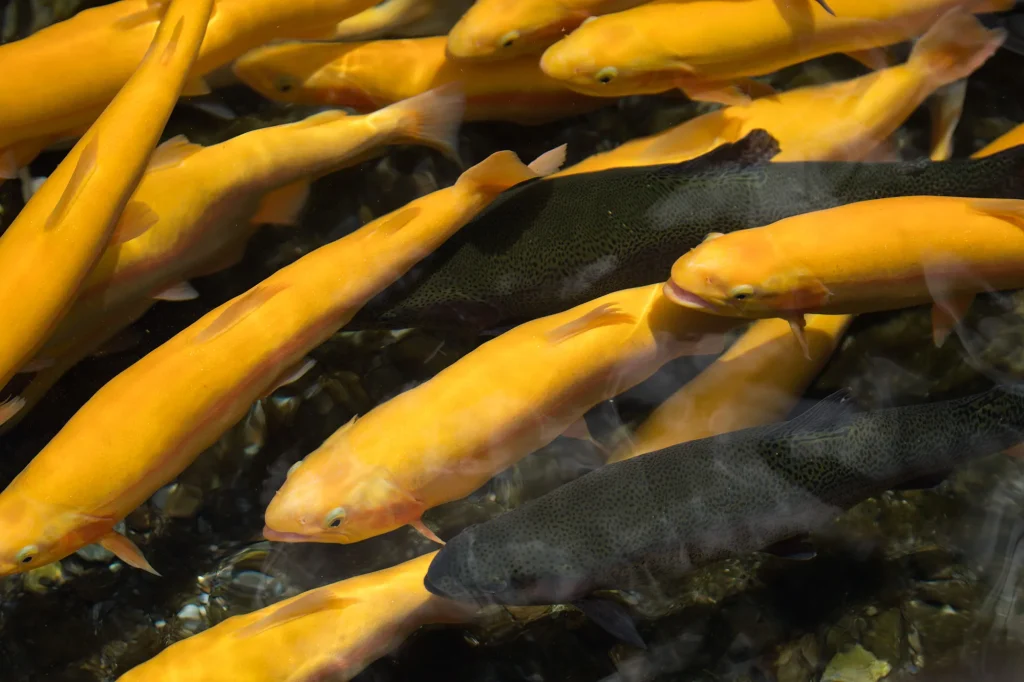 a school of Palomino Fish 