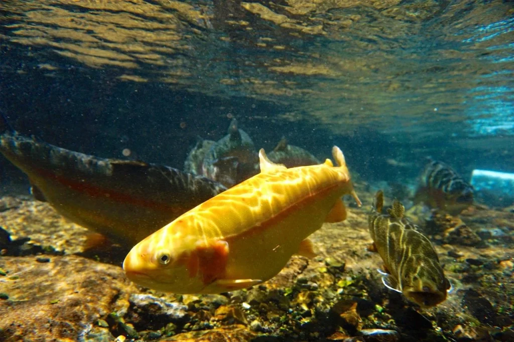 Palomino Fish under sea