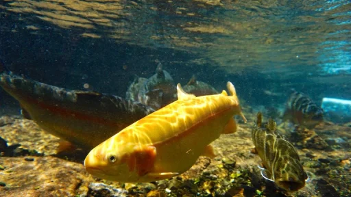 Palomino Fish under sea