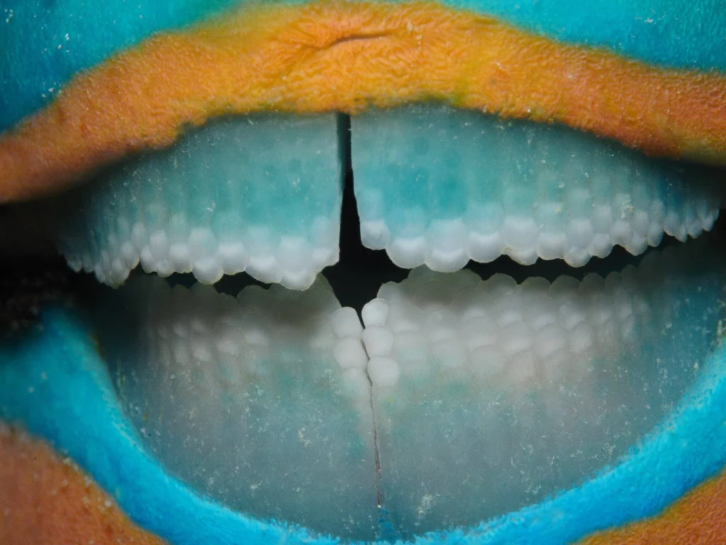 Parrotfish teeth