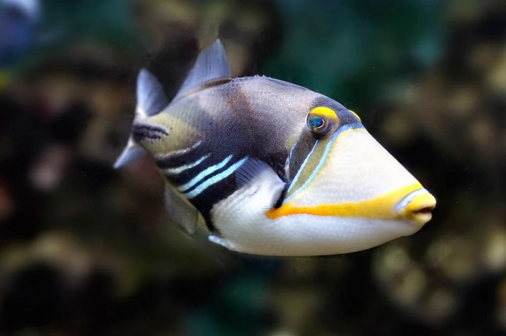 Picasso Triggerfish