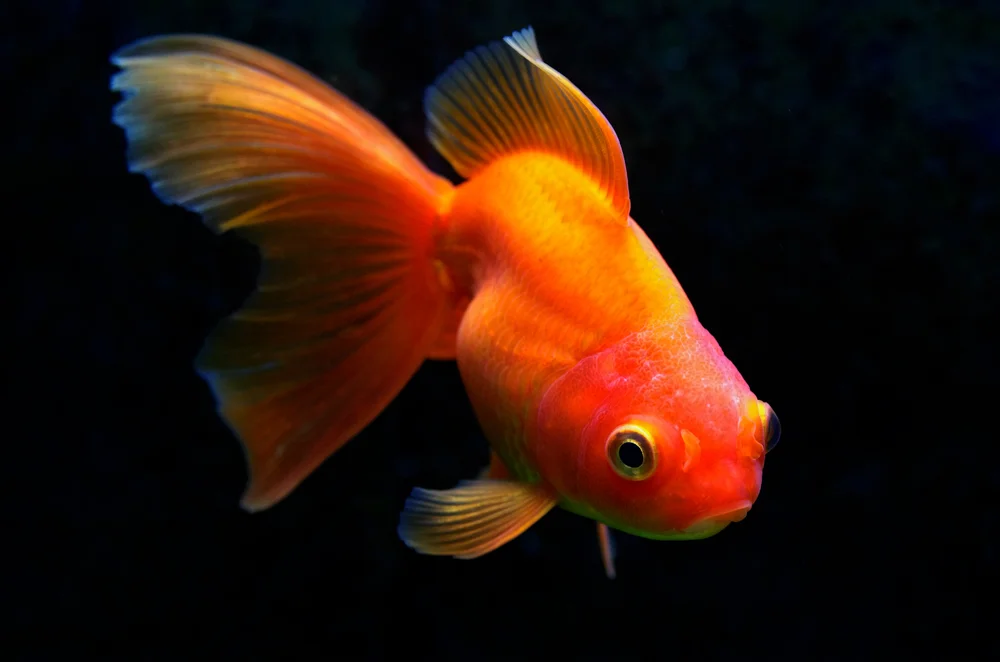 red Ranchu Goldfish