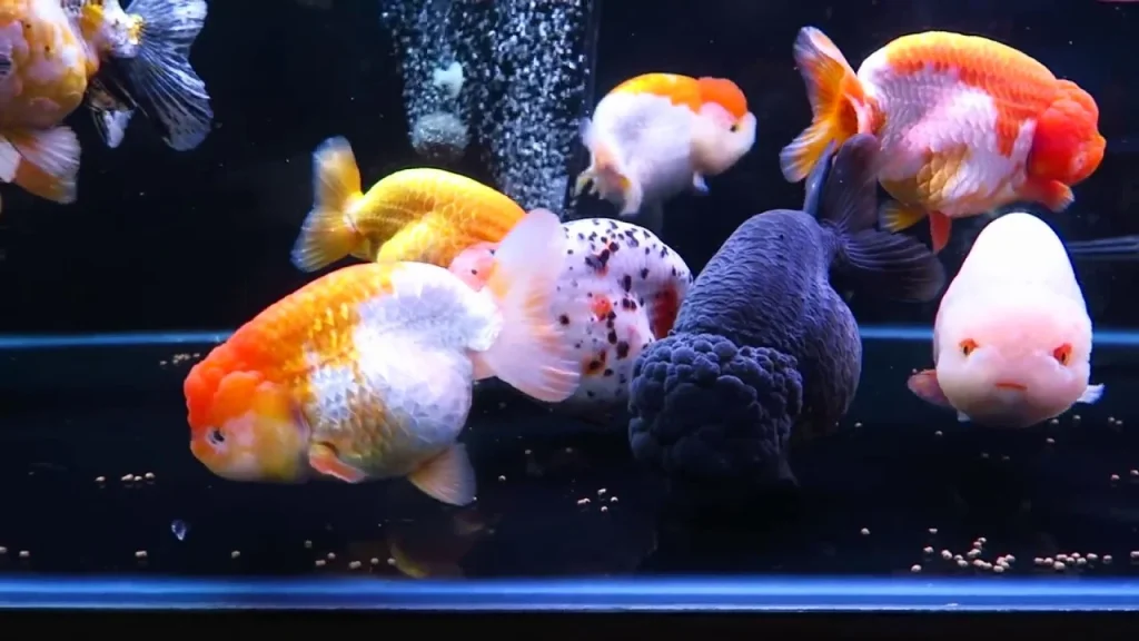 Fun Facts About Ranchu Goldfish