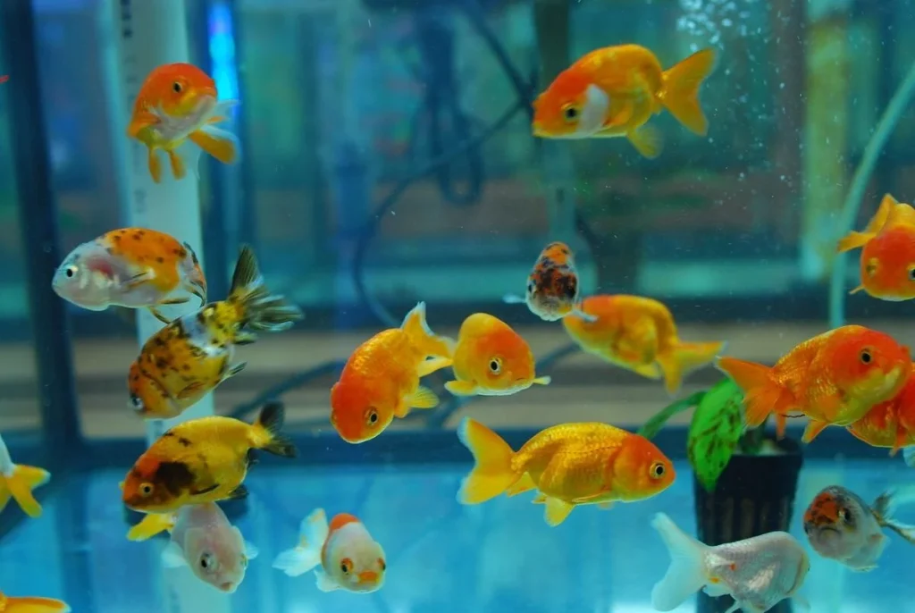 Ranchu Goldfish and other aquarium fish